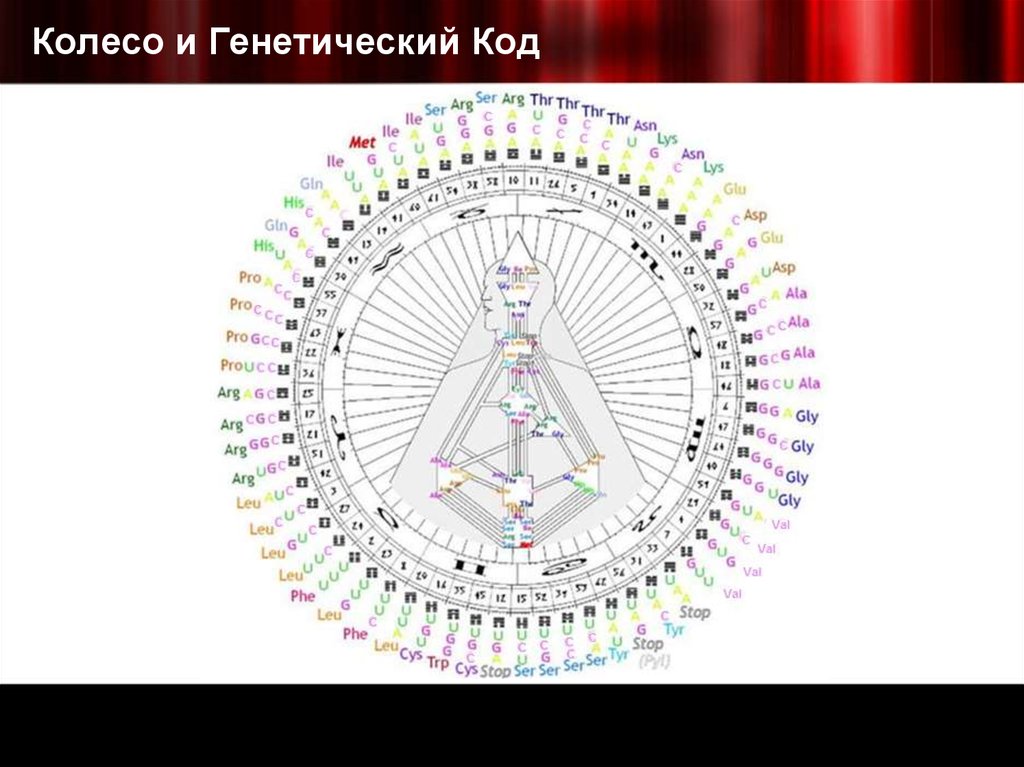 Колесо и Генетический Код