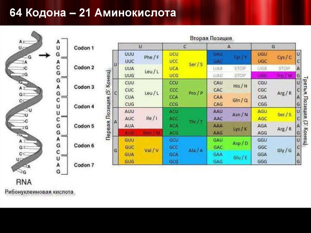 Триплет нуклеотидов днк кодирующий одну аминокислоту