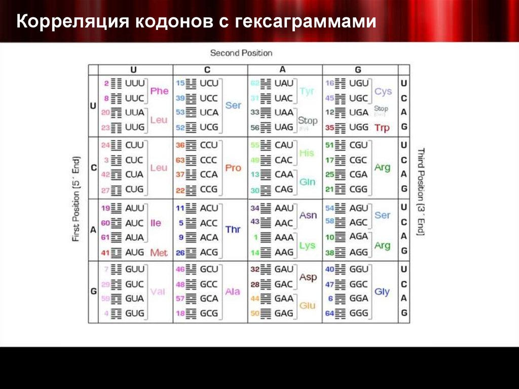 Кодоны человека. Таблица кодонов аминокислот. Структура кодонов. Кодоны ДНК. Таблица кодонов ДНК.