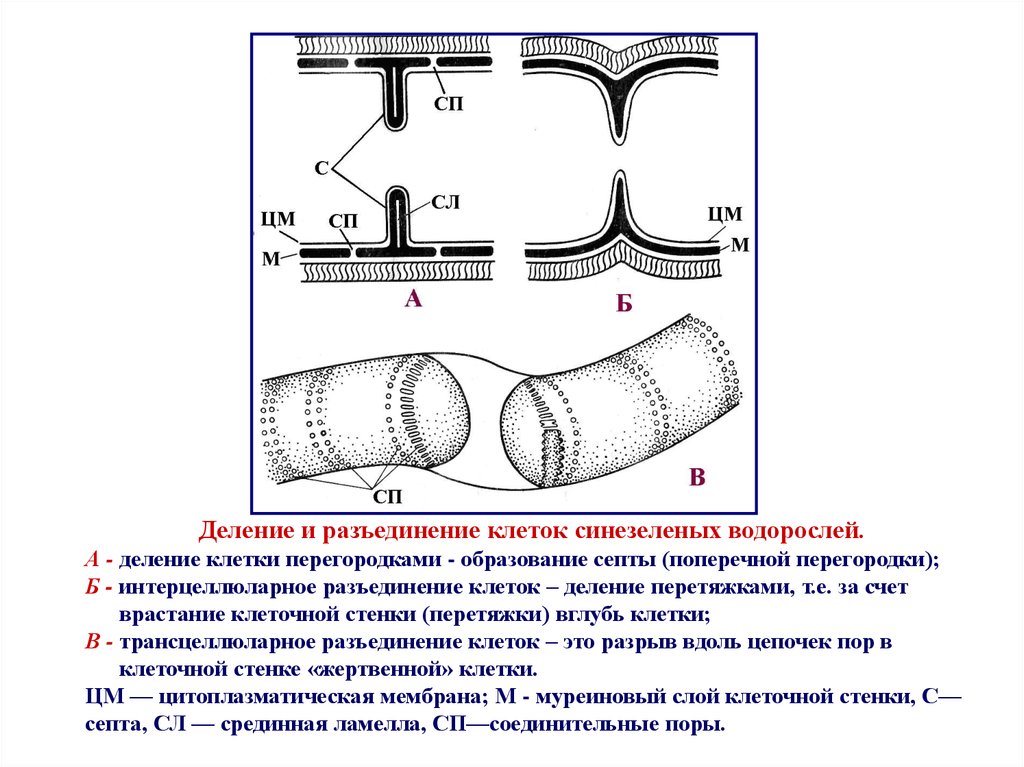 Клеточная перетяжка у каких клеток