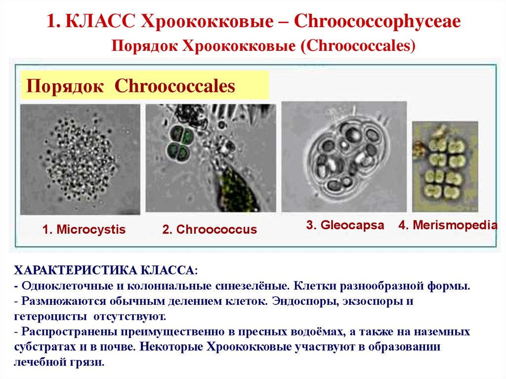 Перечислите особенности строения клеток цианобактерий