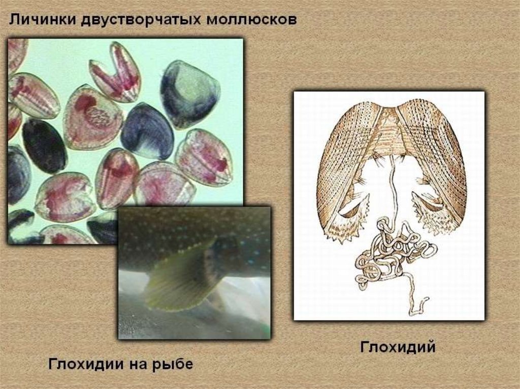 Развитие моллюсков. Глохидии личинки беззубки. Личиночная стадия у двустворчатых моллюсков. Глохидия двустворчатых моллюсков. Глохидий беззубки жизненный цикл.