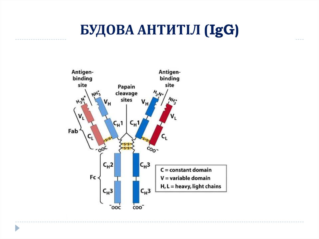 Реферат: Характеристика антитіл та імуноглобулінів