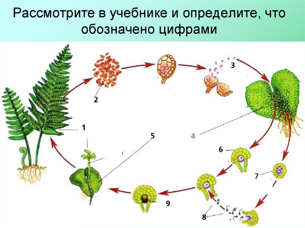 Хвощи и плауны презентация 7 класс