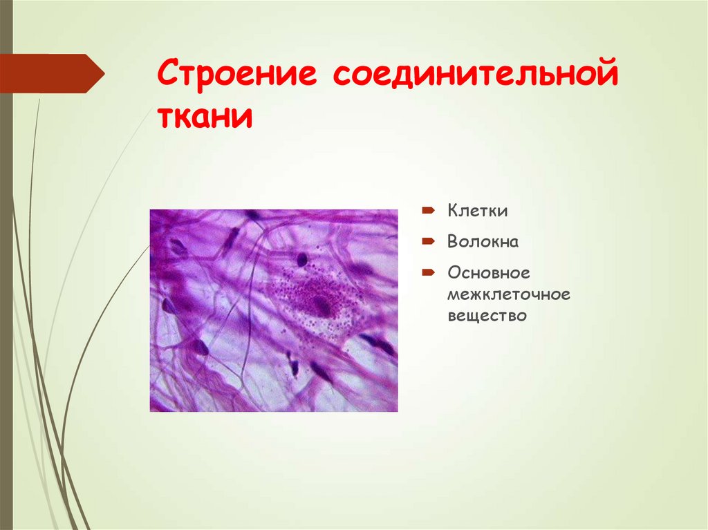 Какие органы входят в соединительную ткань. Соединительная ткань строение ткани. Строение соединительной ткани анатомия. Строение соединительной ткани человека. Клетки соединительной ткани.