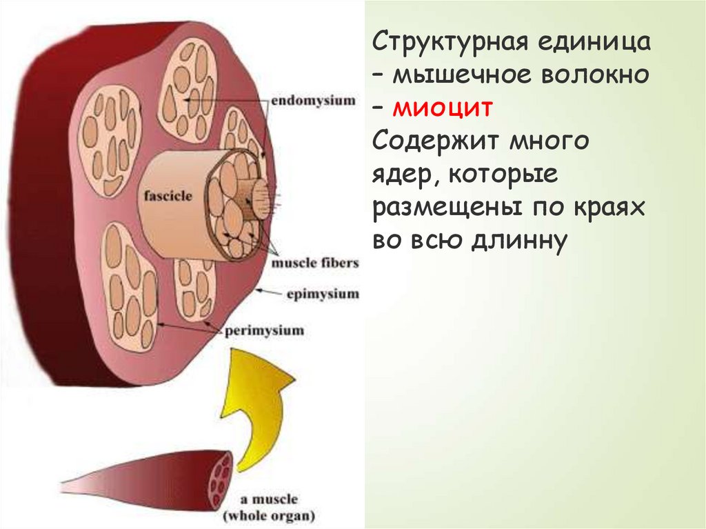 Структурная единица. Структурная единица мышечного волокна. Что является структурной единицей мышцы. Структурной единицей мышцы является мышечное волокно. Мышечные волокна миоциты.