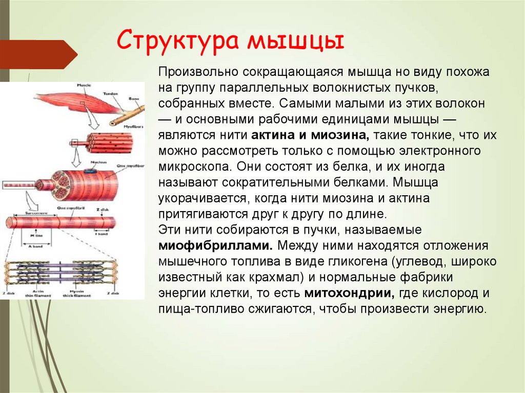 Биохимия мышц презентация