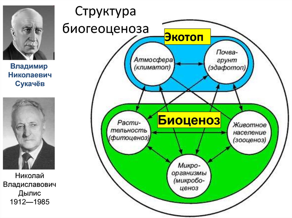 Экосистемы компоненты экосистем презентация. Экосистема биогеоценоз структура экосистемы. Биогеоценоз схема Сукачев. Структура биогеоценоза (по в н Сукачеву).