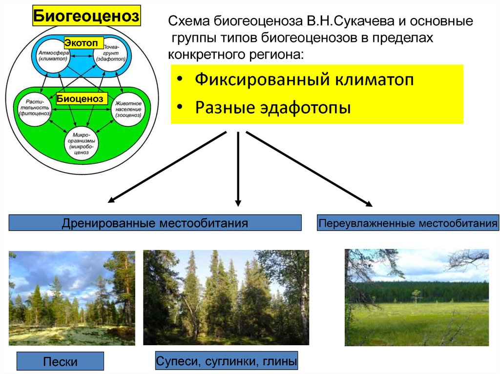 Схема развития биогеоценоза