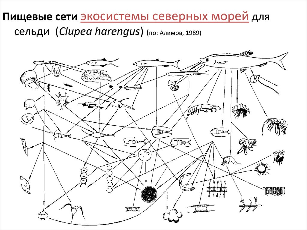 Чем отличается пищевая сеть от пищевой сети. Схема пищевой сети Лесной экосистемы (по и.а. Шигареву, 1995). Пищевая сеть экосистемы море. Пищевая сеть из 20 организмов. Схема пищевой сети.