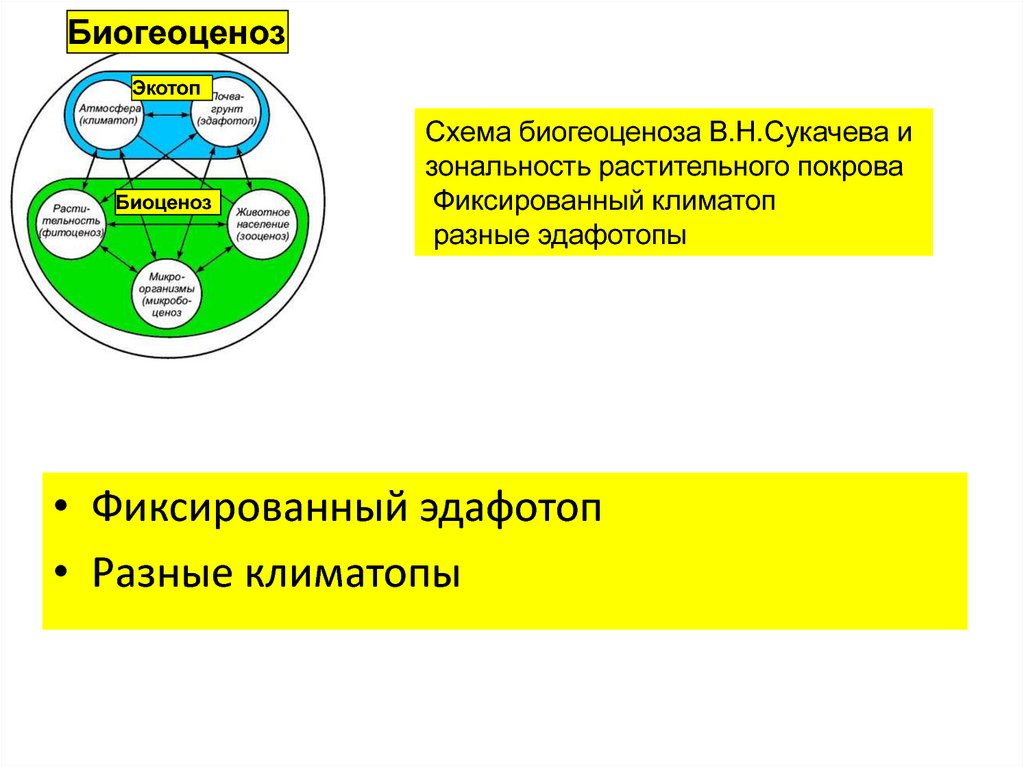 Проведите экскурсию в биогеоценоз под руководством учителя разработайте план