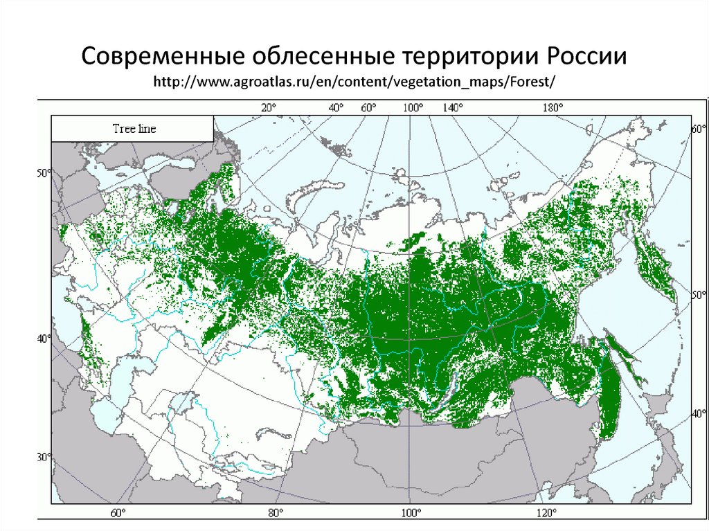 Хвойные леса на карте. Карта плотности лесов России. Площадь лесов России на карте. Территория лесов России на карте. Плотность лесов в России.