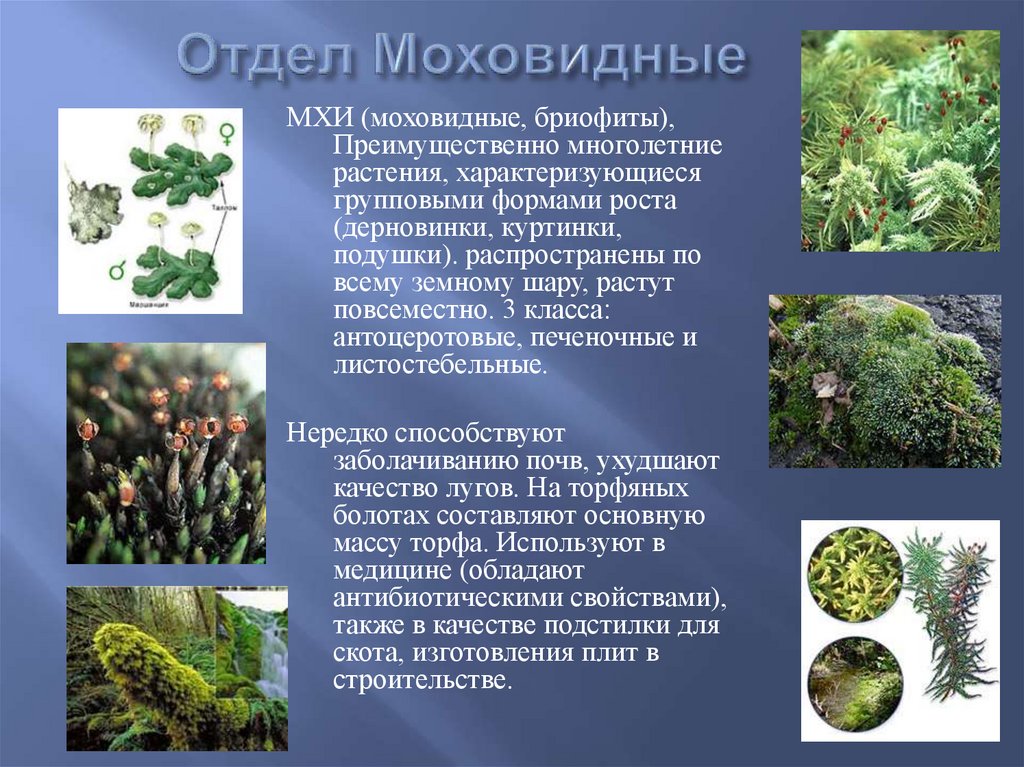 Систематика моховидных растений. Отдел Моховидные представители.