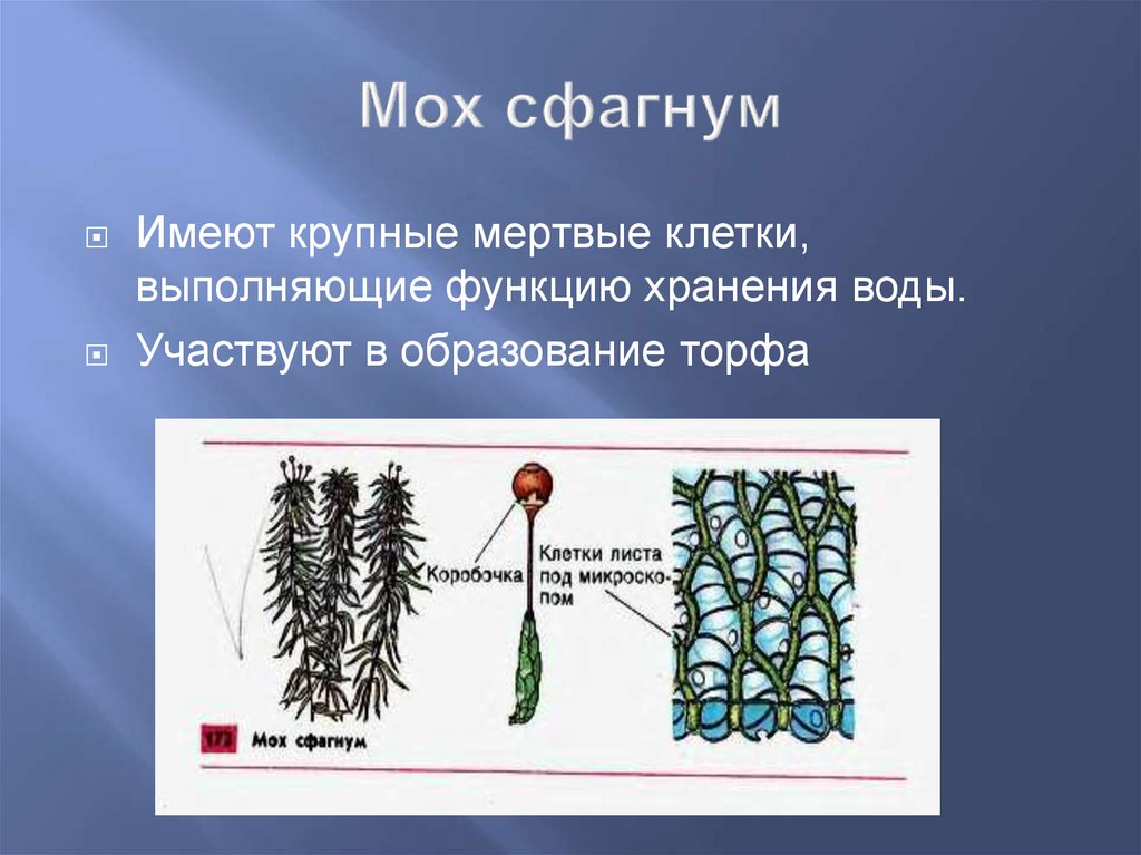 Хромосомный набор клеток листа сфагнума. Сфагнум строение и размножение. Строение гаметофита сфагнума. Спорогон сфагнума.