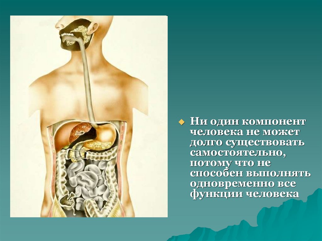 Долго существующий. Компоненты организма человека. Проекты по теме организм человека. Роль компонентов организме человека.