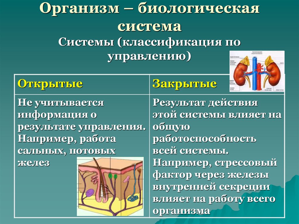 Типы систем биология