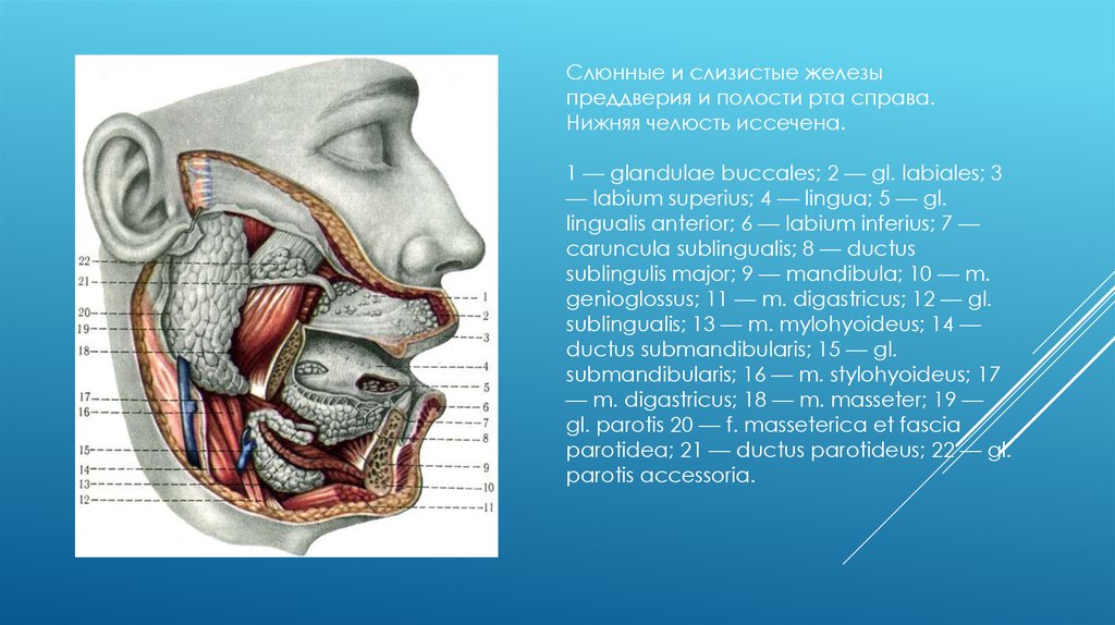 Слюнные железы небные фото