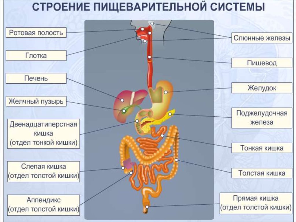 Презентация на тему физиология пищеварения