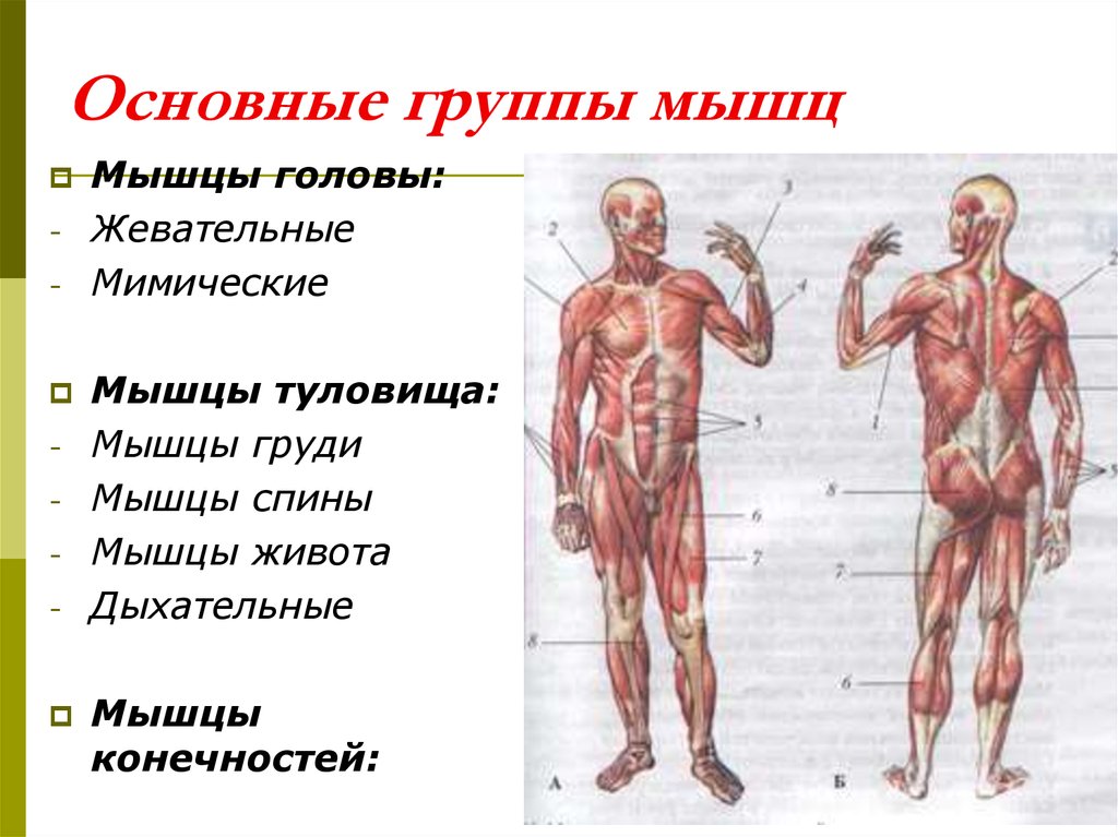 Основные работы мышц