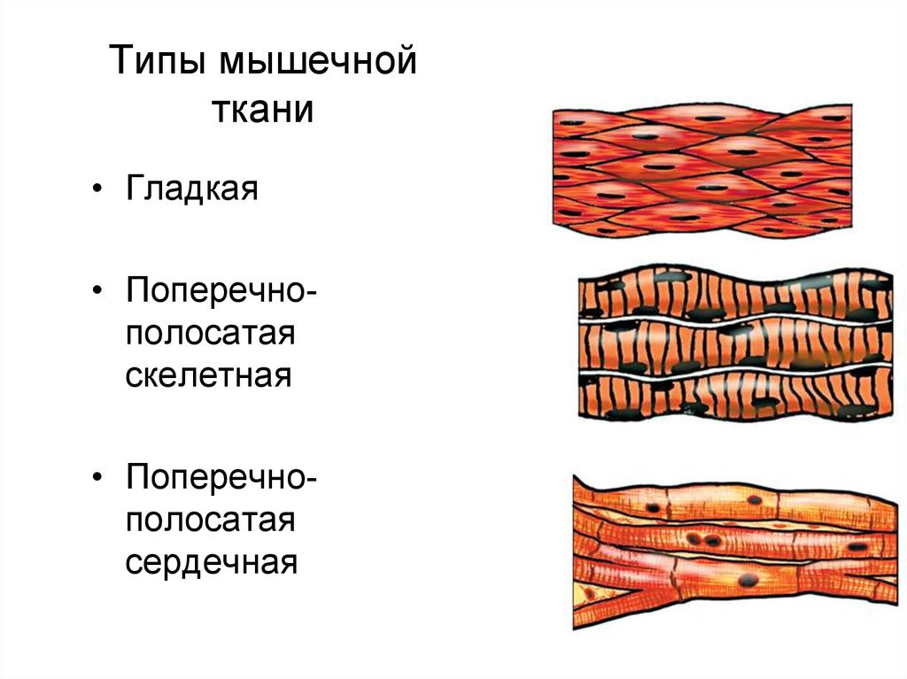 Гладкая мышечная ткань в дерме. Поперечно-полосатая Скелетная мышечная ткань рисунок. Поперечно-полосатая сердечная мышечная ткань строение. Клетки поперечно-полосатой мышечной ткани. Поперечно мышечная ткань Тип.