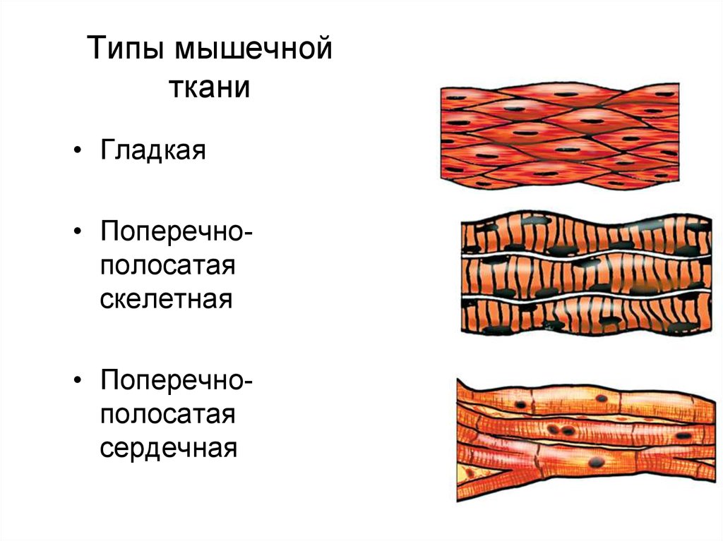 Мягкая мышечная ткань