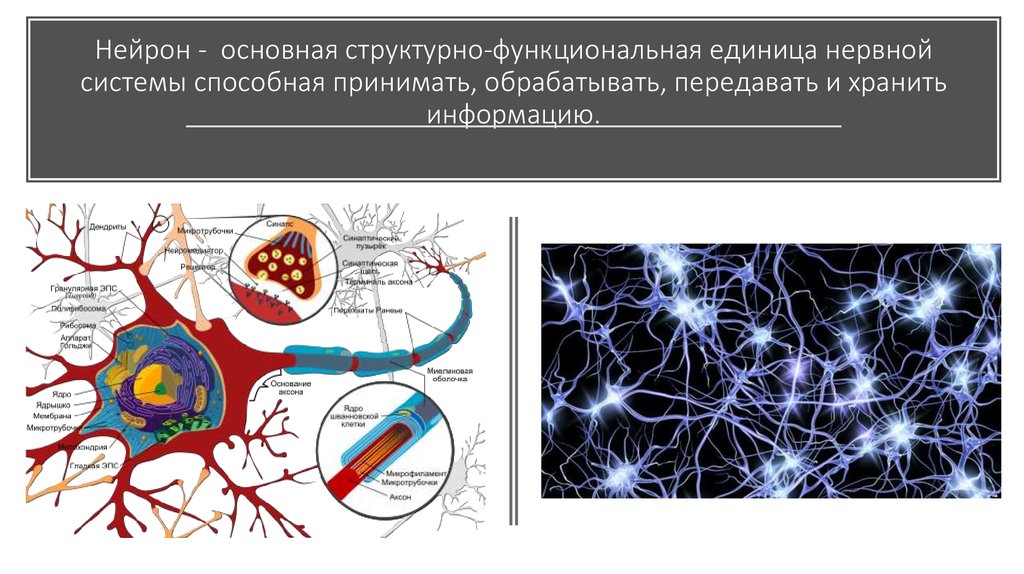 Структурная и функциональная единица нервной системы