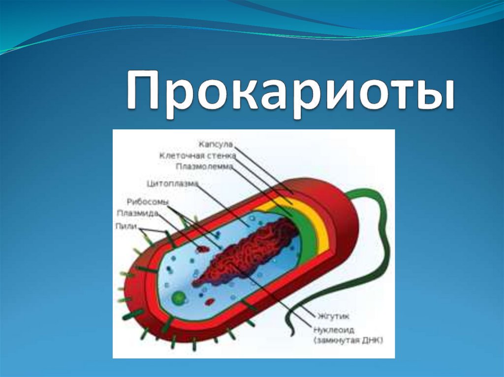 Прокариоты где. Прокариотическая бактерия. Прокариотическая клетка bacteria. Одноклеточный микроорганизм прокариоты. Кар.
