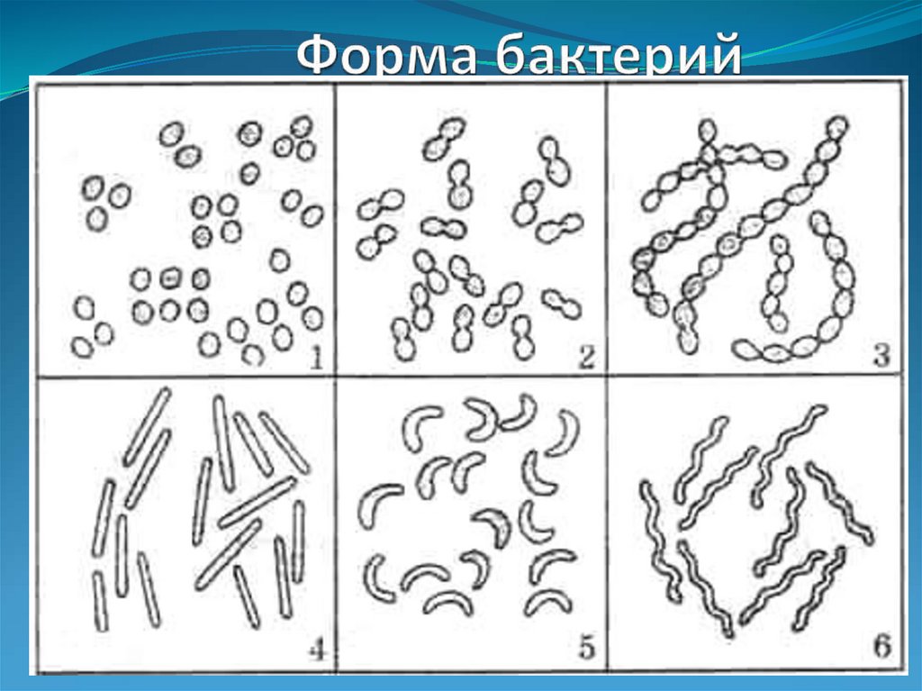 Формы клеток