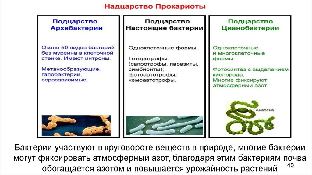 Надцарство прокариоты. Подцарство бактерии архебактерии. Надцарства бактерии. Особенность надцарства прокариот.