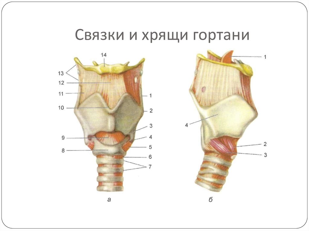 Виды связок