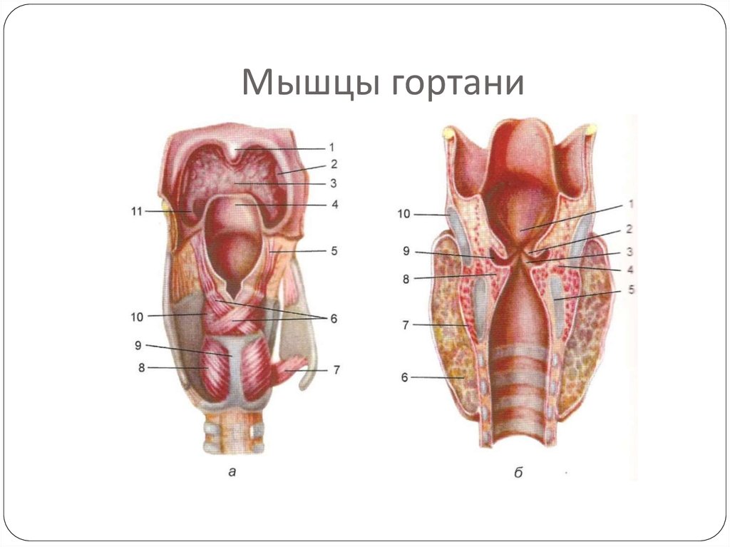 Глотка мышцы. Гортань мышцы анатомия строения. Топография гортани анатомия. Топография гортани строение гортани.