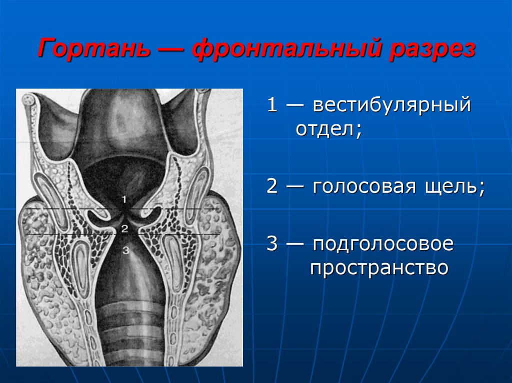 Гортань впр. Черпалонадгортанные складки гортани. Гортань анатомия межчерпаловидное пространство. Вестибулярный отдел гортани анатомия.