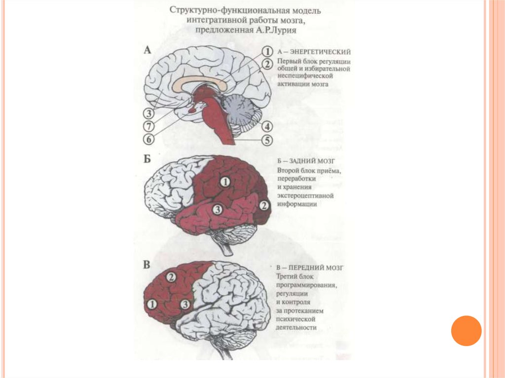 Лурия мозг. Функциональные блоки мозга по Лурия. Модель мозга по Лурия. Структурно функциональная модель мозга Лурия. Структура мозга по Лурия.