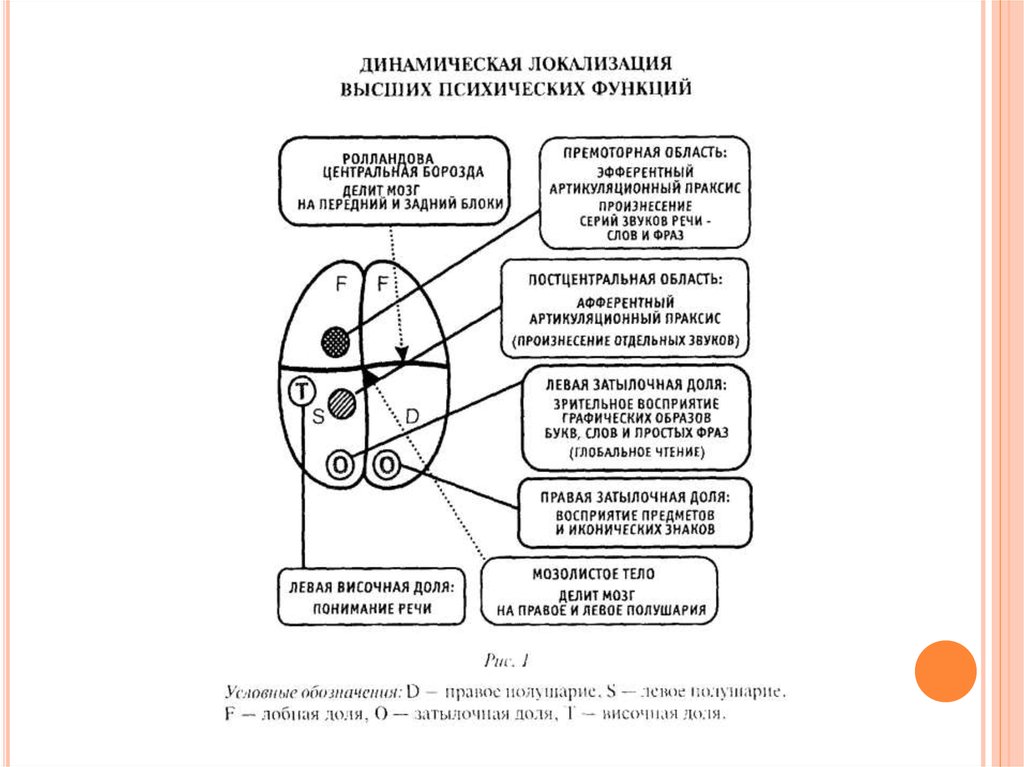 Нарушение психических функций. Динамическая локализация высших психических функций. Теория системной динамической локализации ВПФ схема. Мозговая локализация высших психических функций. Локализация высших психических функций схема.