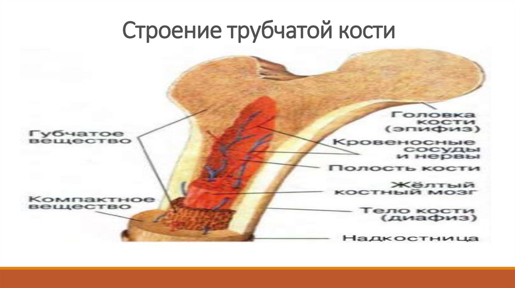 Рост костей в толщину за счет. Строение трубчатых костей. Строение и рост костей. Строение длинной трубчатой кости. Что обеспечивает рост кости в длину.