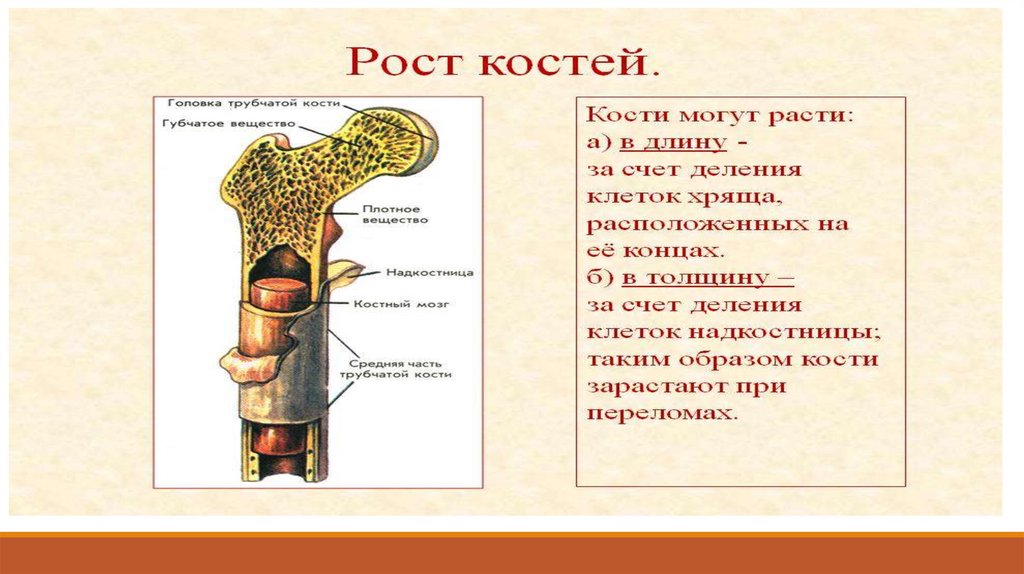 Рост кости в длину и толщину. Фото в рост. Рост костей в длину и толщину. Что обеспечивает рост кости в длину.