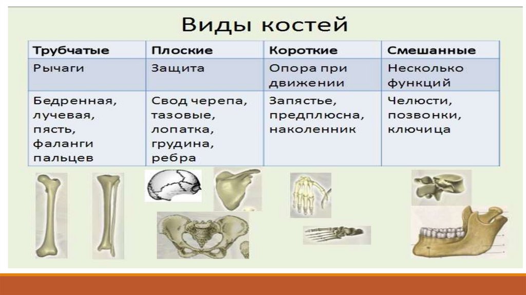 Произведение кости. Виды костей скелета. Типы соединения трубчатых костей. Строение костей типы соединения костей. Типы костей в скелете человека.