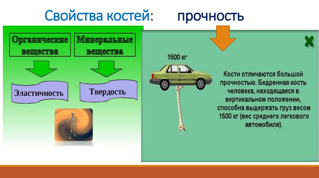 Твердость костей обеспечивается благодаря