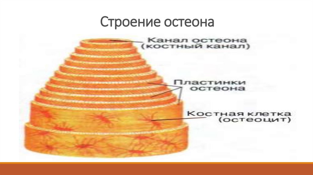 Рост костей за счет. Опорно строение остеона. Позвоночные диски строение остеоны. Опорно двигательная система Остеон. Структуры, обеспечивающие питание остеона.