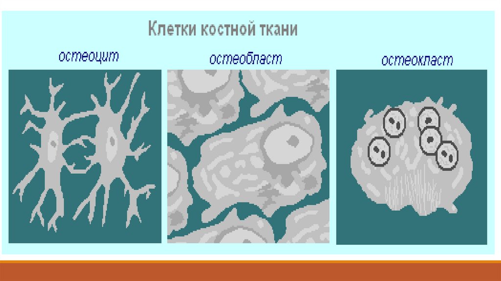 Костная ткань остеобласты