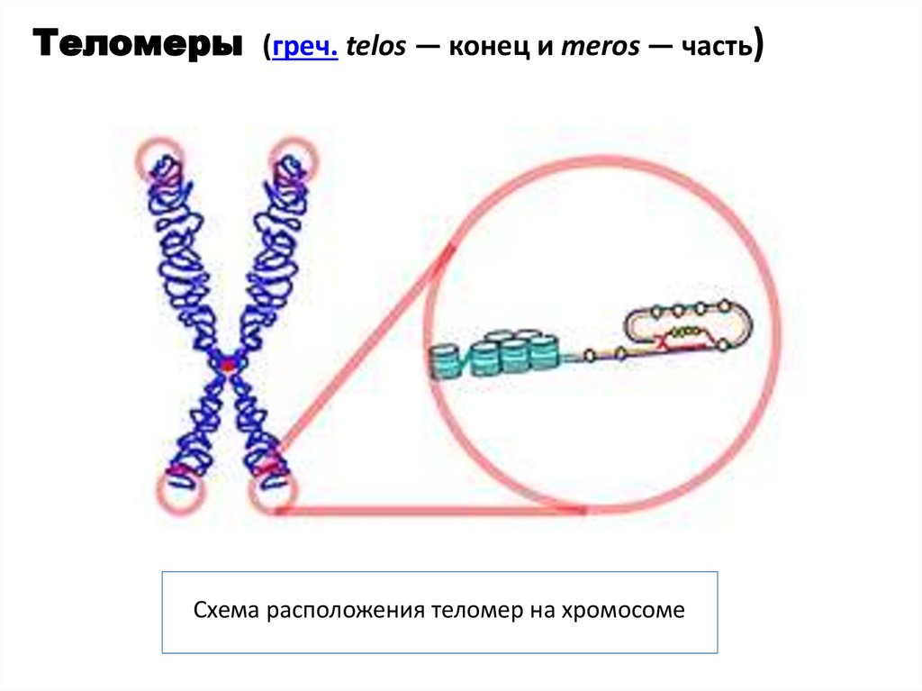 Схема расположения теломер на хромосоме