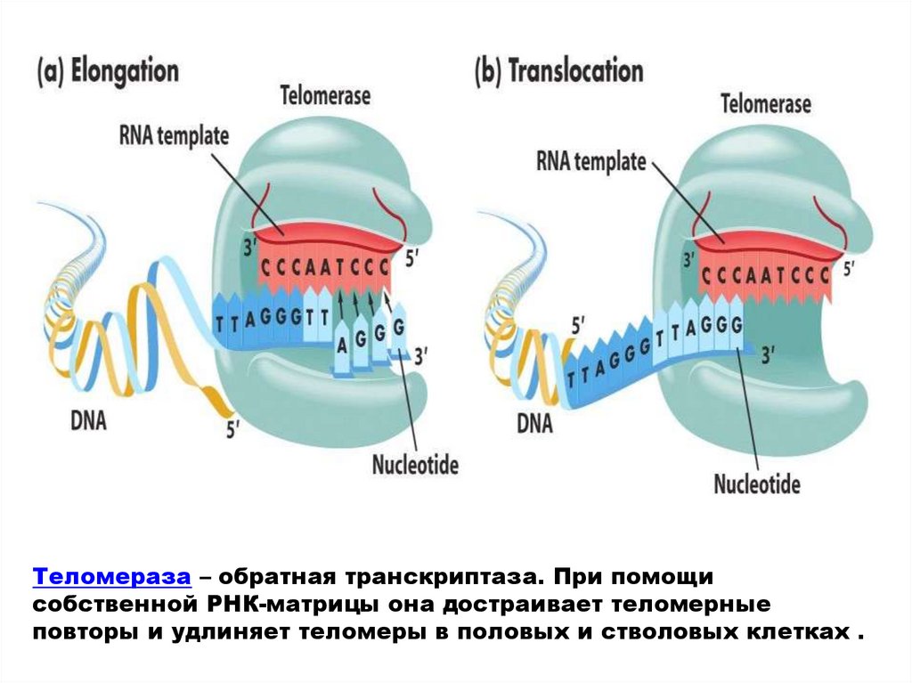 Фермент обратная транскриптаза. Теломераза формула фермента. Фермент теломераза. РНК теломераза. Строение теломеразы.