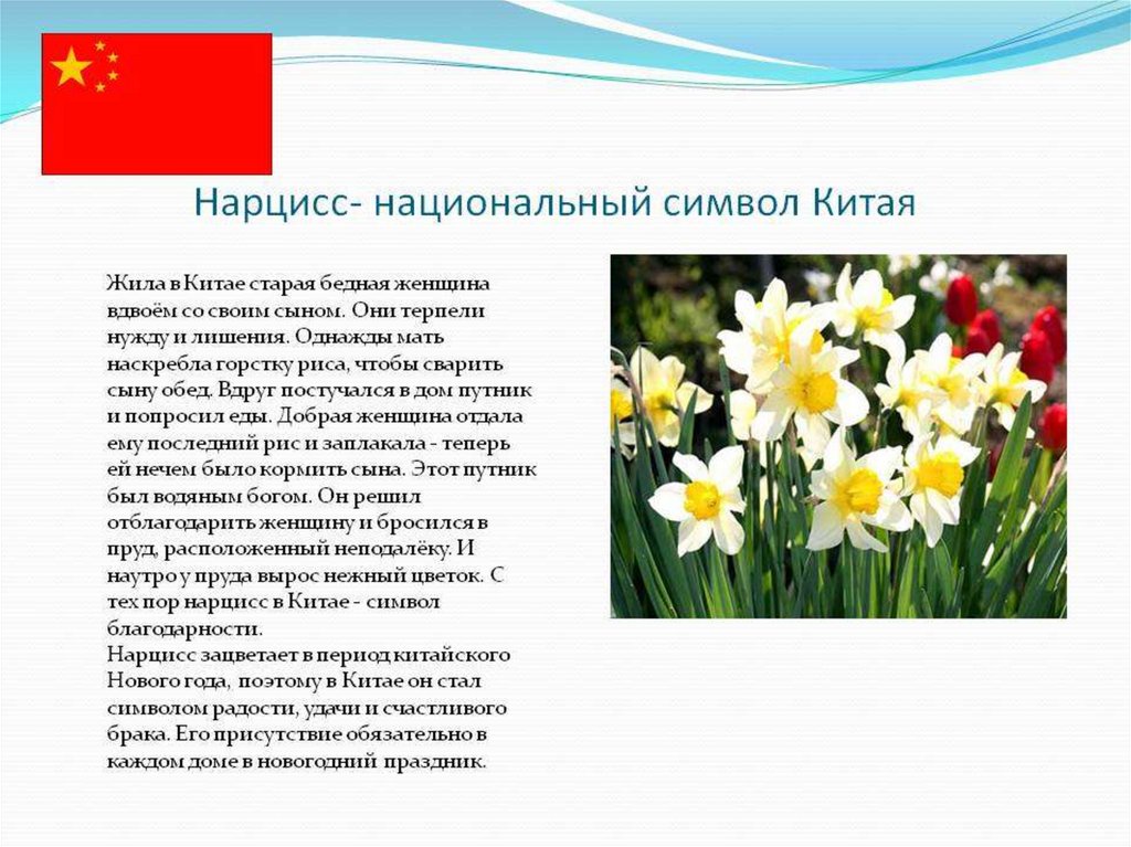 Нарцисс растение значение. Нарцисс символ Китая. Растительный символ Китая. Нарцисс цветок описание. Нарцисс описание цветов.
