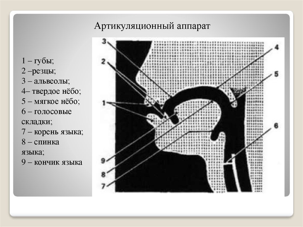 Анатомия и физиология органов речи. Артикуляционный аппарат альвеолы. Анатомия и физиология органов артикуляции. Альвеолы речевой аппарат. Физиология органов речи.