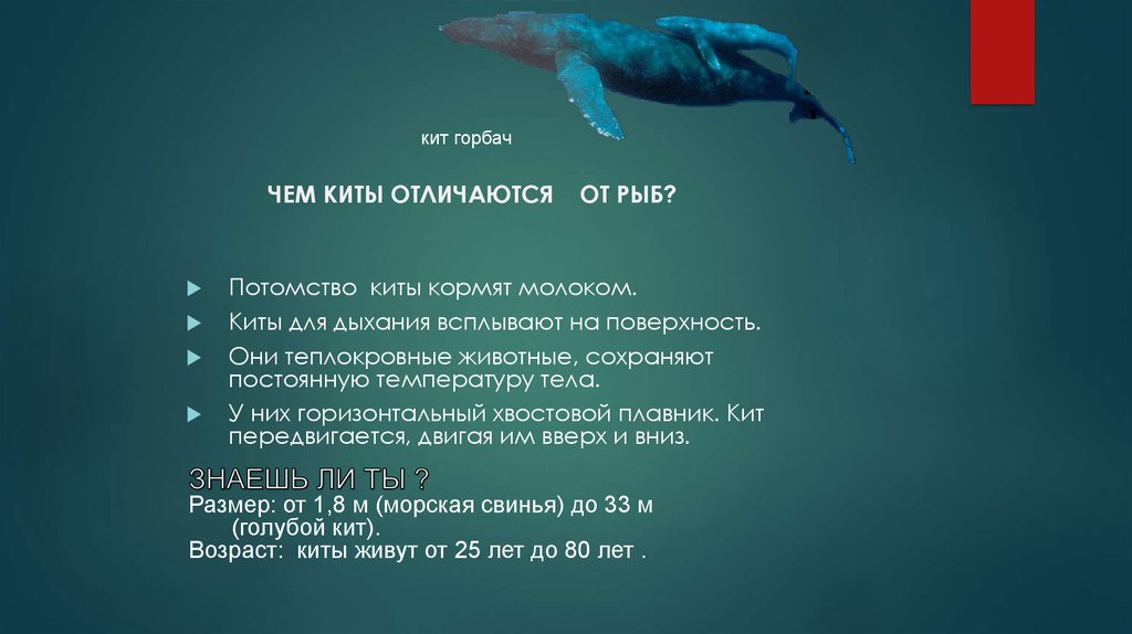 Где живет кит русский язык 1 класс. Виды китов. Синий кит Размеры. Различия китообразных. Интересные факты о китах.