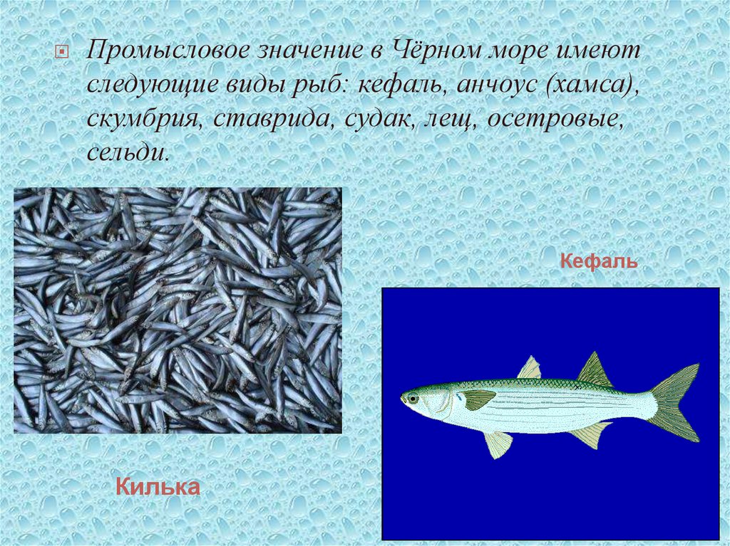 Какое значение имеют рыбы. Промысловые рыбы черного моря. Черноморская Промысловая рыба. Виды Черноморской рыбы. Промысловые виды рыб в черном море.