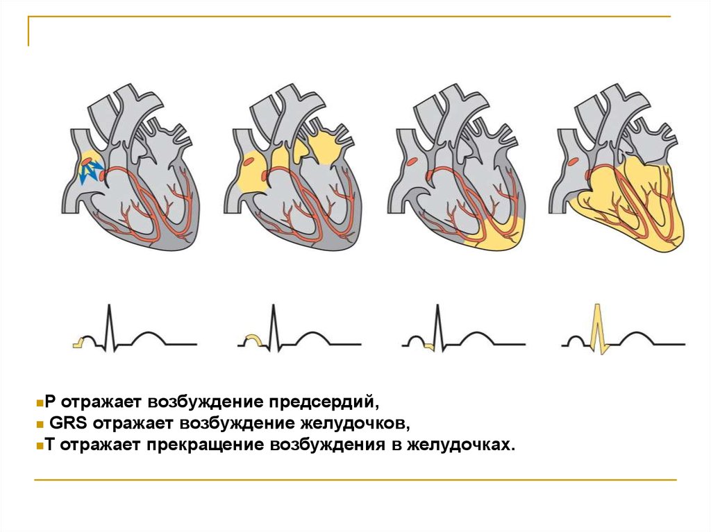 Отличие предсердий от желудочков. Возбуждение предсердий. Возбуждение предсердий и желудочков. Возбуждение и сокращение желудочков отражает зубец. Результирующий вектор возбуждения желудочков.
