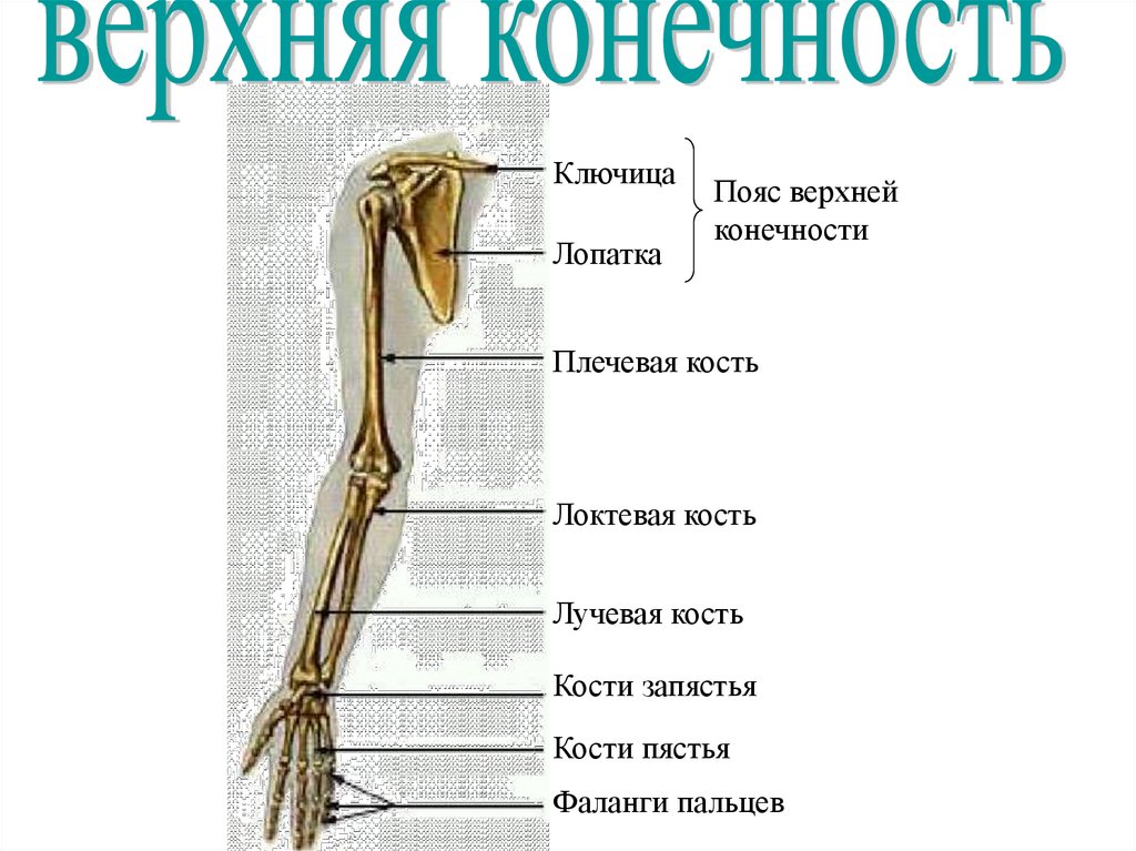 Скелет верхних конечностей лопатка. Скелет пояса и свободной верхней конечности. Строение скелета верхней конечности. Пояс верхней конечности. Перечислите кости пояса верхних конечностей. Соединения костей пояса верхней конечности.