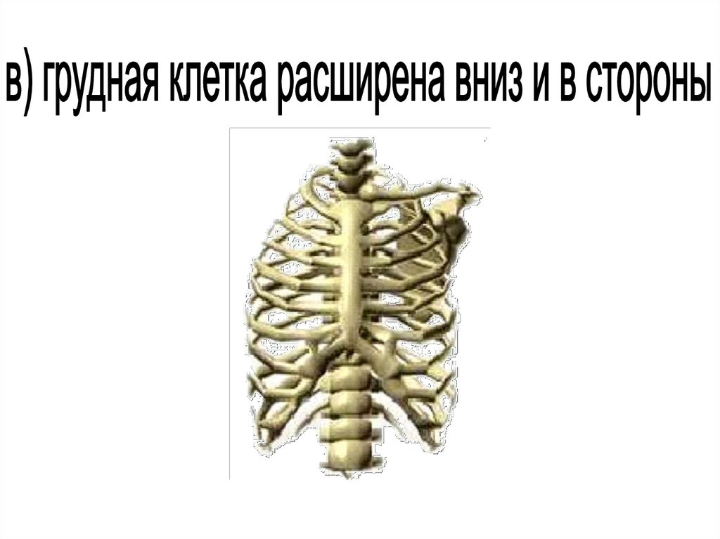 Строение скелета грудного отдела. Осевой скелет. Осевой скелет анатомия. Осевой скелет рыб. Энтодермального осевого скелета.