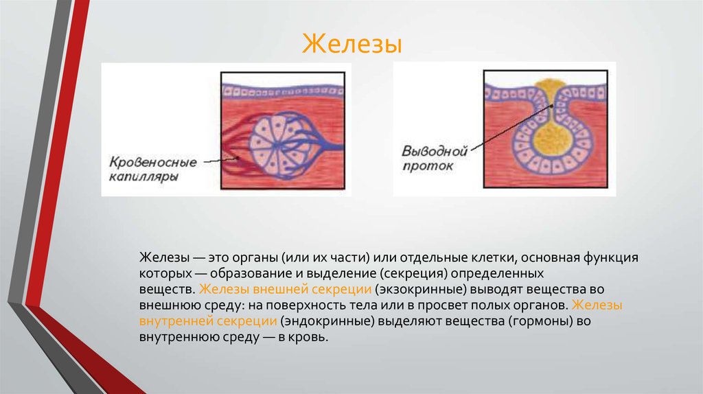Экзокринные железы выводные протоки. Экзокринные железы. Органы экзокринной железы. Железа. Экзокринная железа половых желез.